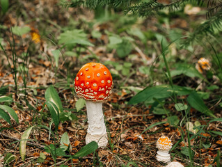 Family of fly agaricin the forest. A red mushroom cap with white specks.