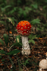 A small fly agaric in the forest. A red mushroom cap with white specks.