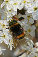 Closeup on a fresh emerged queen buff tailed bumblebee, Bombus terrestris, drinking nectar from...