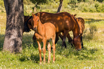 Obraz premium horse