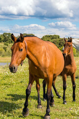 Fototapeta premium horse