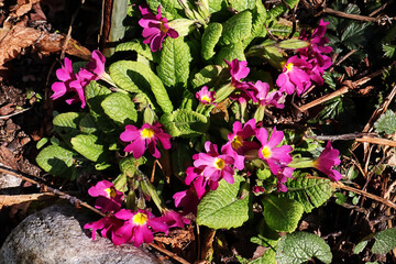 Primel, Schlüsselblume, Blüten, Blumen, Frühling, Garten