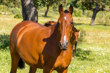 Fototapeta premium horse