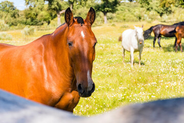 Obraz premium horse