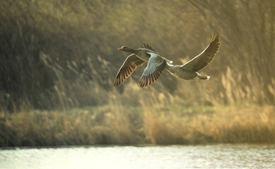 waterfowl in the wild in the morning