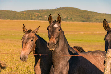 Fototapeta premium horse