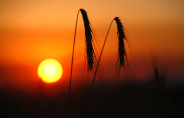 Zona de observacion de aves. Villafafila. Zamora. España