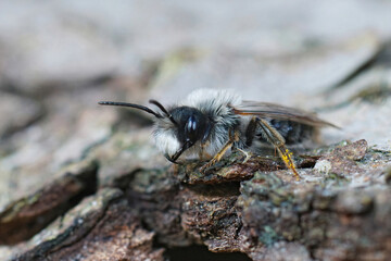 Closeup on a white hairy male of the grey-backed mining bee, Andrena vaga, sitting on the soil