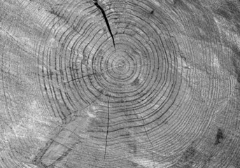 Old cracked wood texture background