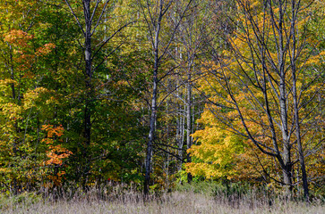 618-10 Forest Edge Autumn