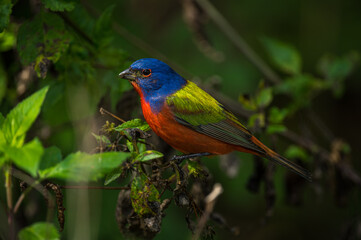 Painted Bunting Closeup