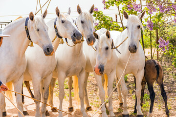 Obraz premium horse