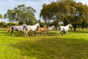 horse