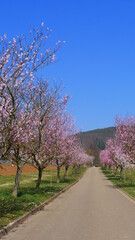 Fototapeta na wymiar Allee mit rosa blühende Mandelbäumen in der Pfalz