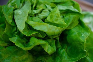 sałata, świeża młoda sałata 