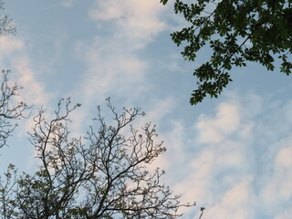 cotton candy sky behind trees