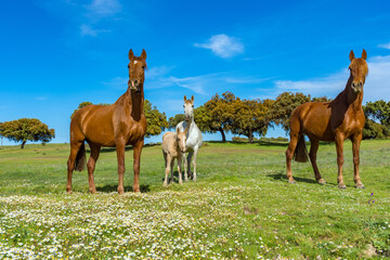 horse