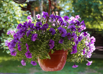 A large group of bright lilac flowers of petunia axilla in a pot, with a blurred background in the garden under the roof of the house on a sunny summer day. Selective focus.