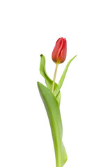 A beautiful delicate spring tulip, highlighted on a white background. Vertical snapshot.