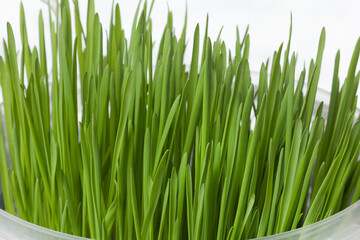 Fresh green grass in a round pot on the window, close-up. Animal feed. A symbol of growth and ecology.
