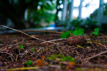 Fragments from trees and layers of sticks surround a pine cone. Weeds stick up near the pine cone and a blurred natural background sits onward behind the shot.