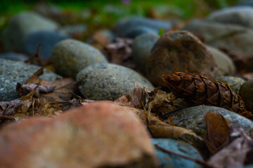 Rocks rounded by time surround a pinecone with leaves near a grass patch.