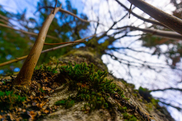 Moss sticks out of a tree surrounded by branches and extends to the clouds blurred out in the background.