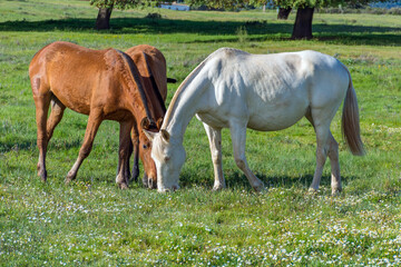 horse