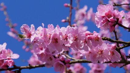 Obraz premium rosa blühender Mandelbaumzweig