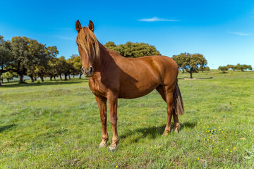 Fototapeta premium horse