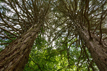 Sequoia sempervirens (Coast redwood) in botanical garden