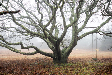 Obraz premium tree in the fog