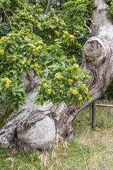 A gnarled 450 year old Spanish Chestnut tree (Castanea sativa) at Balmerino Abbey a 13th century Cistercian monastery at Balmerino, Fife, Scotland UK