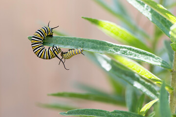 Monarch Caterpillar Playing
