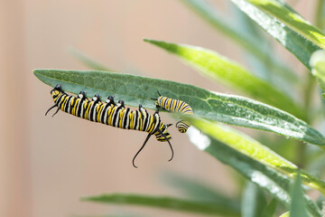 Monarch Caterpillar Playing
