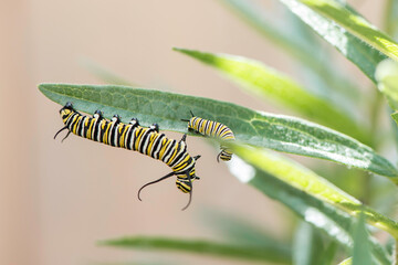 Monarch Caterpillar Playing
