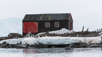 Ein einzelnes Holzhaus mit roten Fensterrahmen einer Forschungsstation in der Antarktis, umringt von einer Kolonie von Pinguinen  © Hendrik
