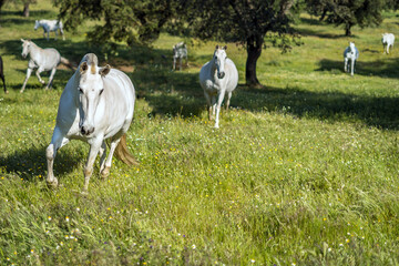 Fototapeta premium horse