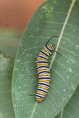 Monarch Caterpillar
