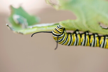 Monarch Caterpillar
