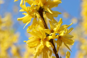 a branch of a forsythia with beautiful yellow flowers closeup and a blue sky in the background in springtime