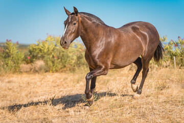 Fototapeta premium horse