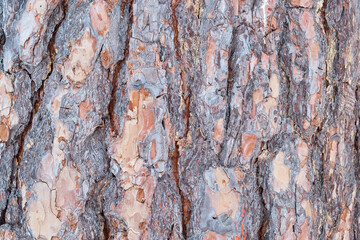 background from the bark of a large pine