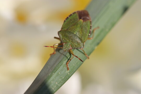 a green shield bug with a soft yellow background in the fields in springtime closeup