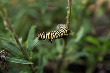 Monarch Caterpillar
