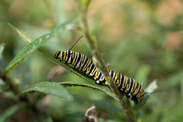 Monarch Caterpillar
