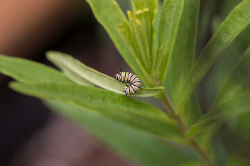 Monarch Caterpillar
