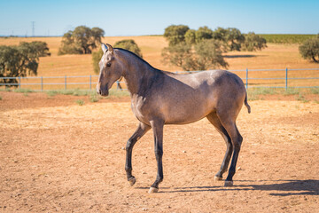 horse