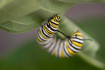Monarch Caterpillar
