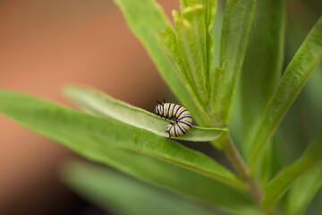 Monarch Caterpillar
